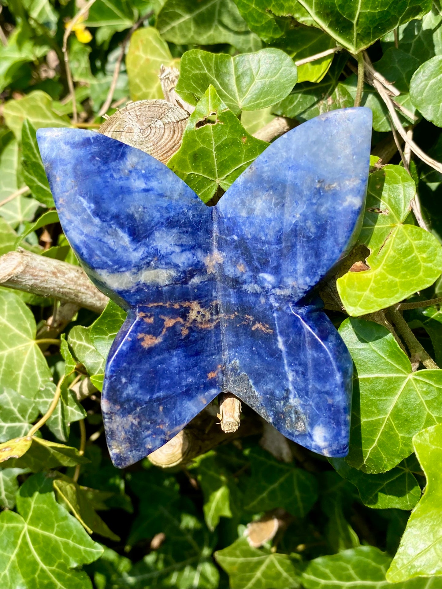 Papillon 🦋 Sodalite