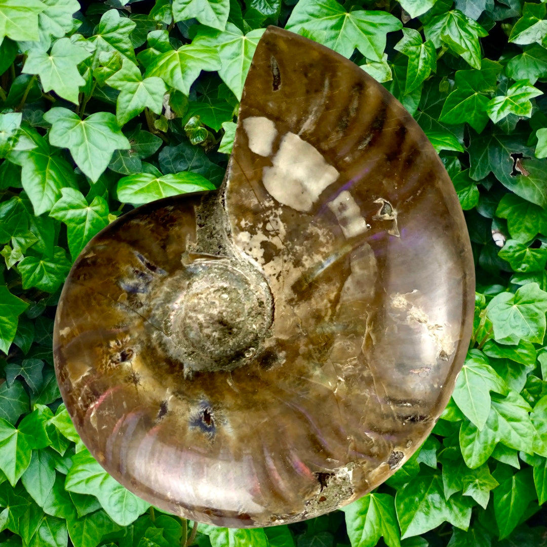 Ammonite 🌈