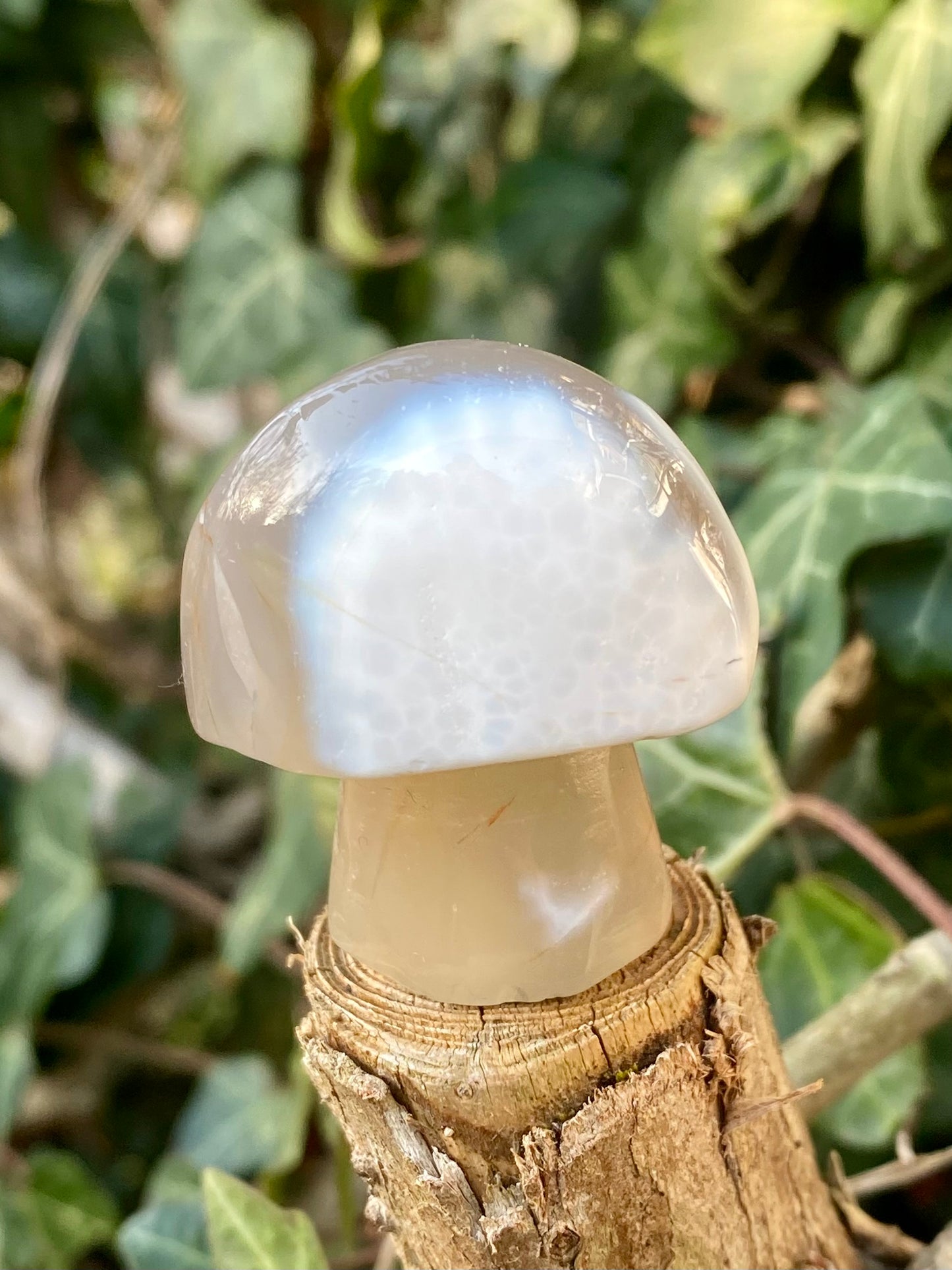 Champignon 🍄🟫 Agate Orc