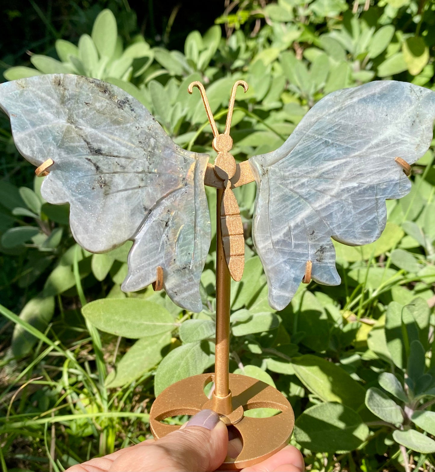 Papillon 🦋 Labradorite