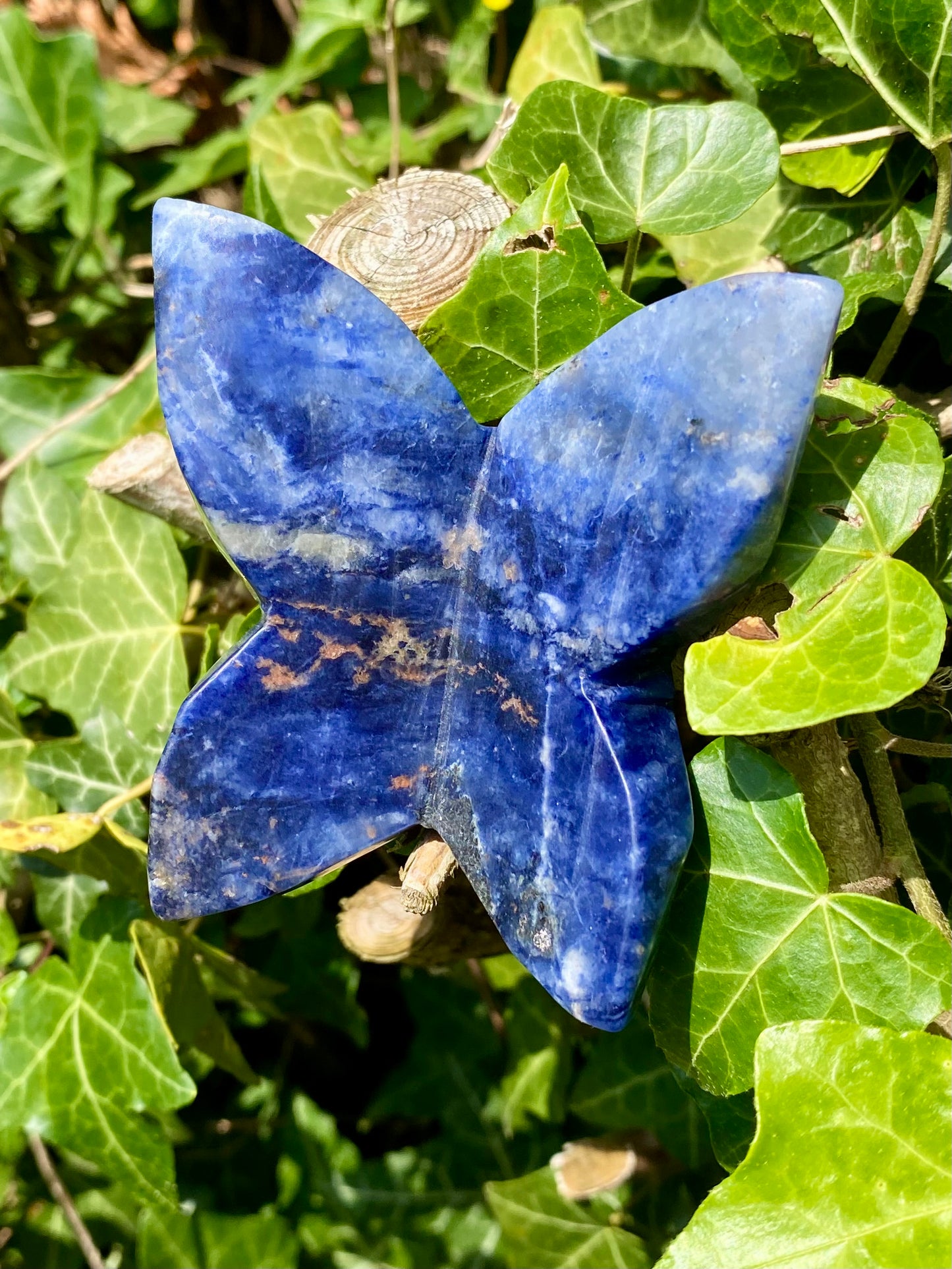 Papillon 🦋 Sodalite