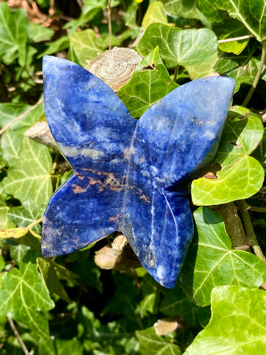 Papillon 🦋 Sodalite