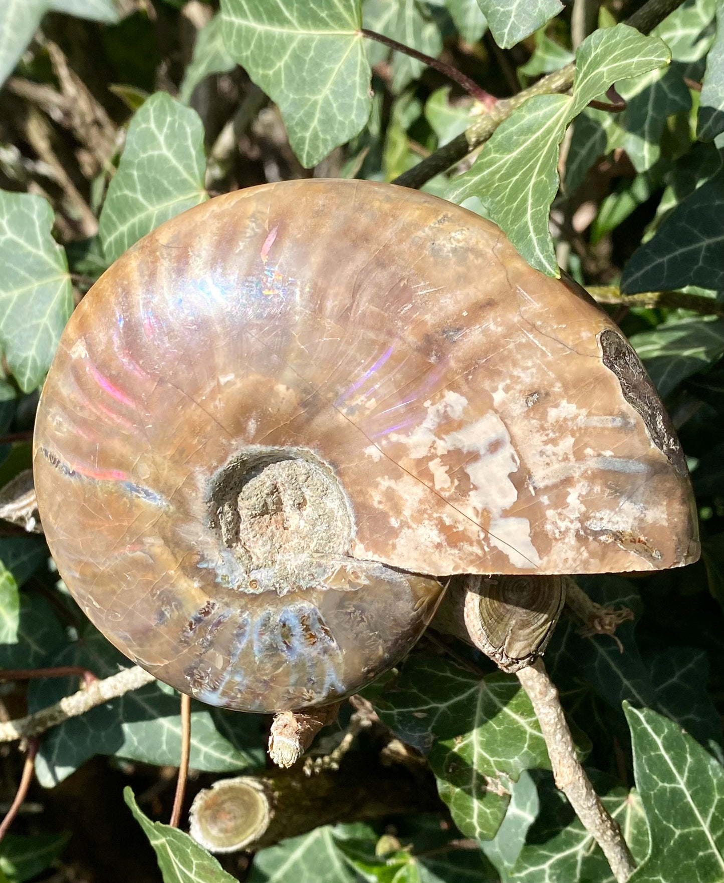 Ammonite 🌈