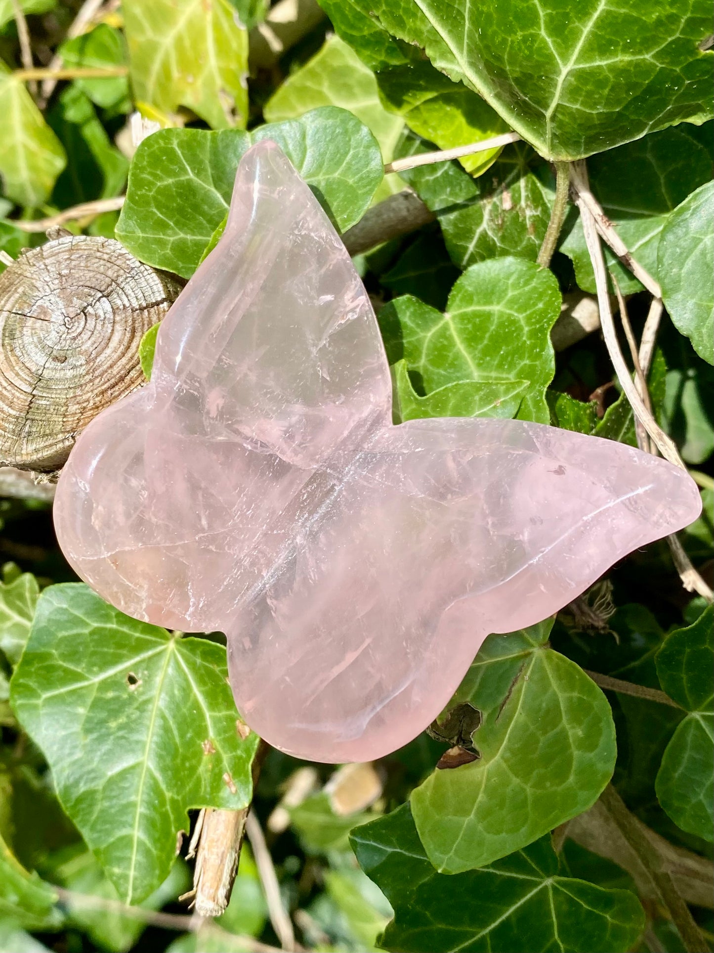 Papillon 🦋 Quartz rose