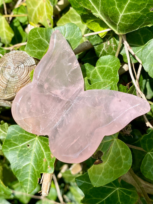 Papillon 🦋 Quartz rose