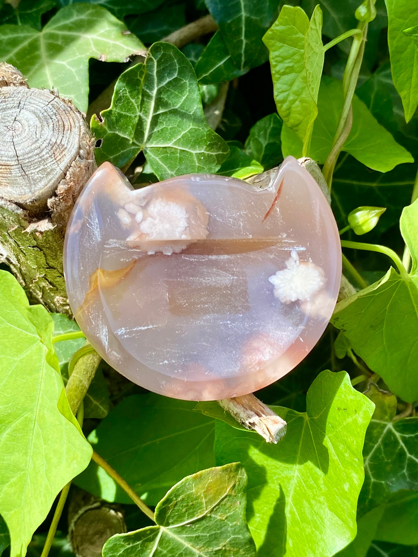 Chat 🖤 agate fleurs noires