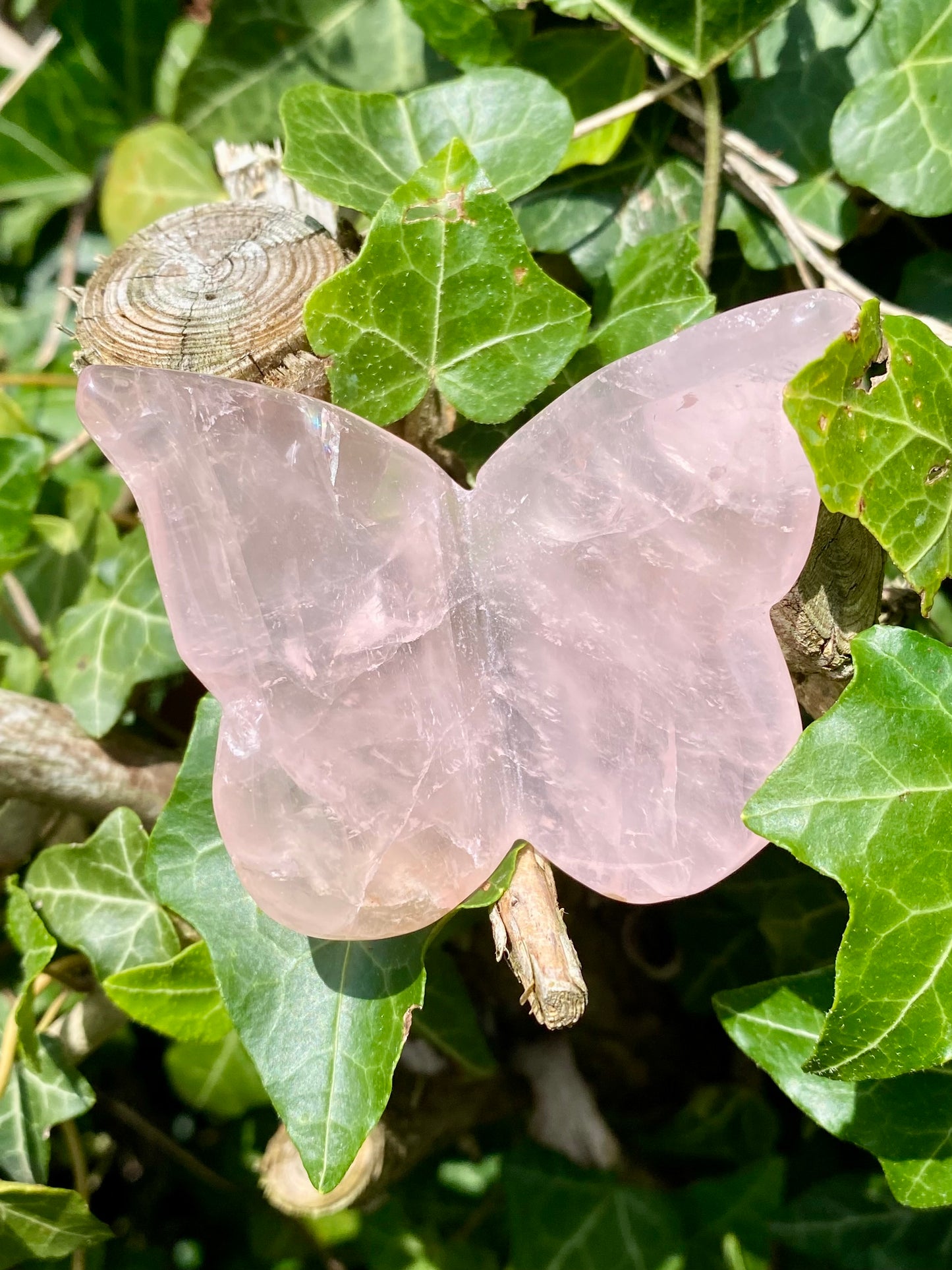 Papillon 🦋 Quartz rose
