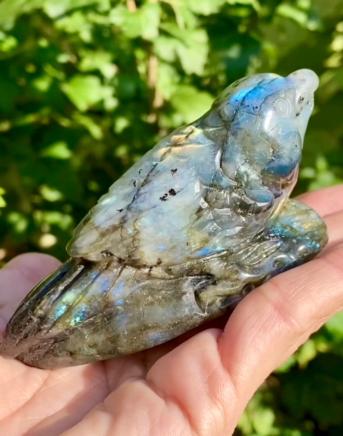 Oiseau 🐦 labradorite 💙