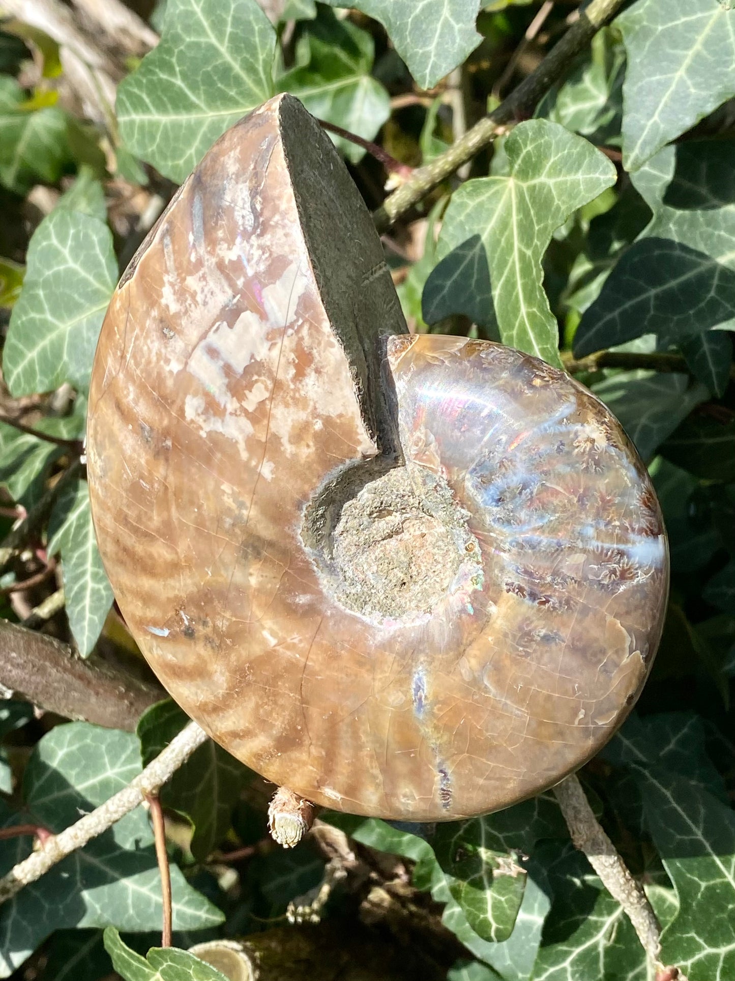 Ammonite 🌈