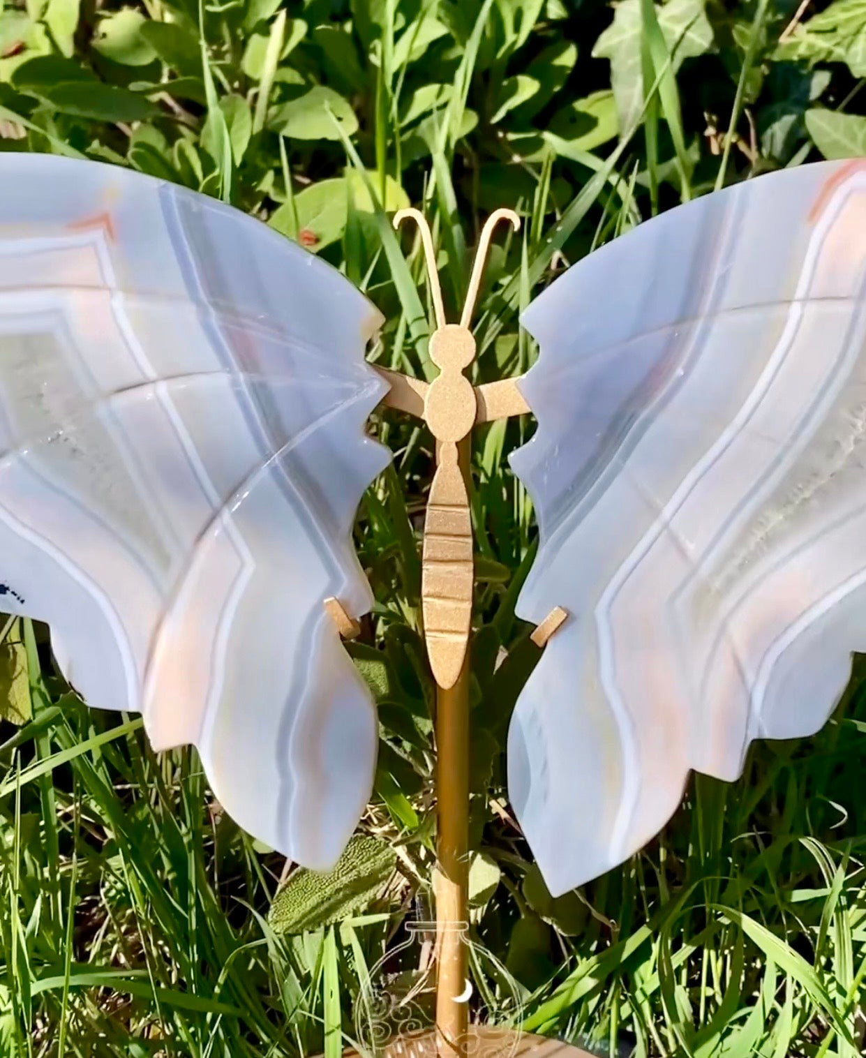 Papillon 🦋 Agate