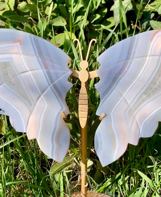 Papillon 🦋 Agate