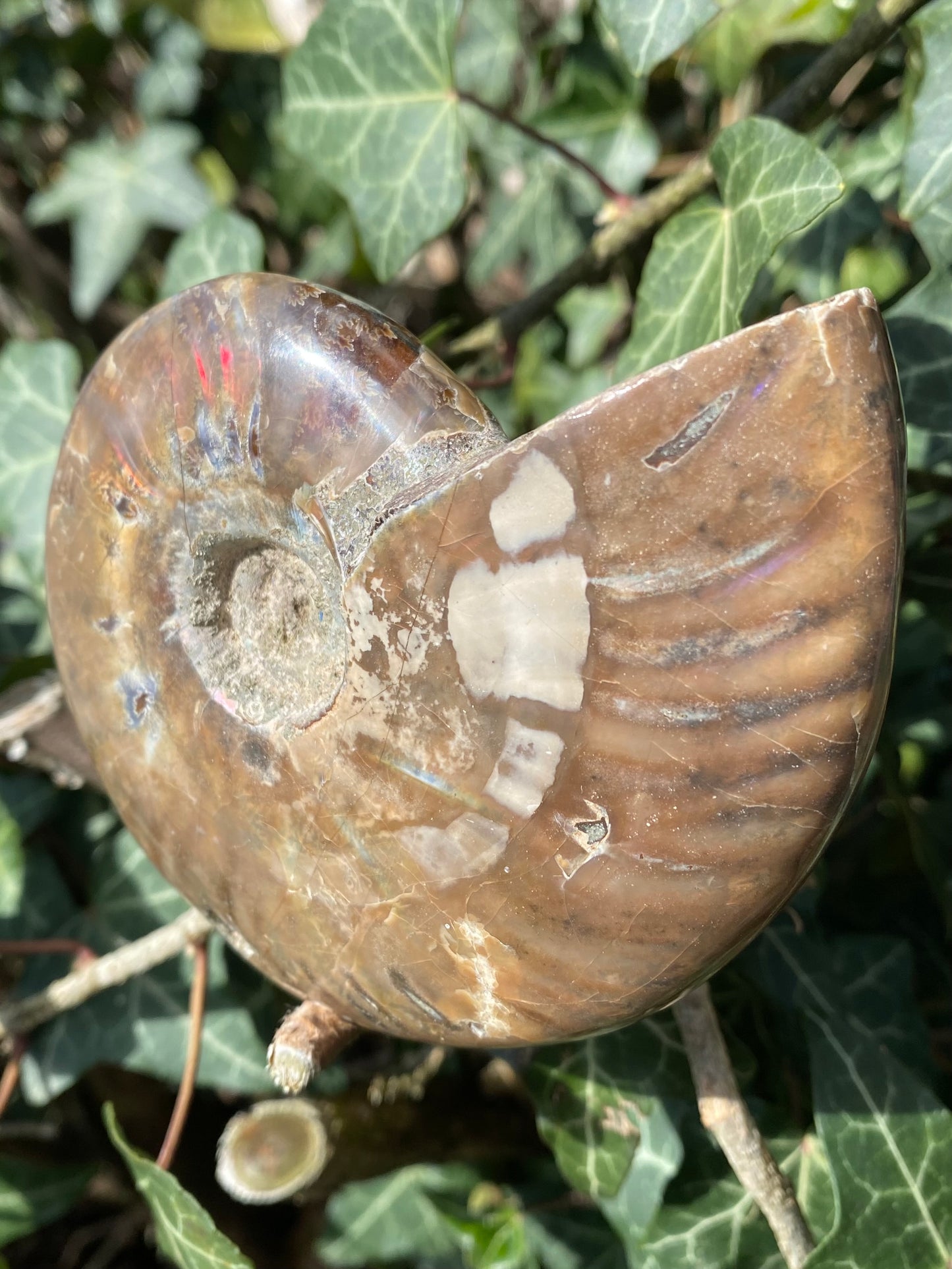 Ammonite 🌈