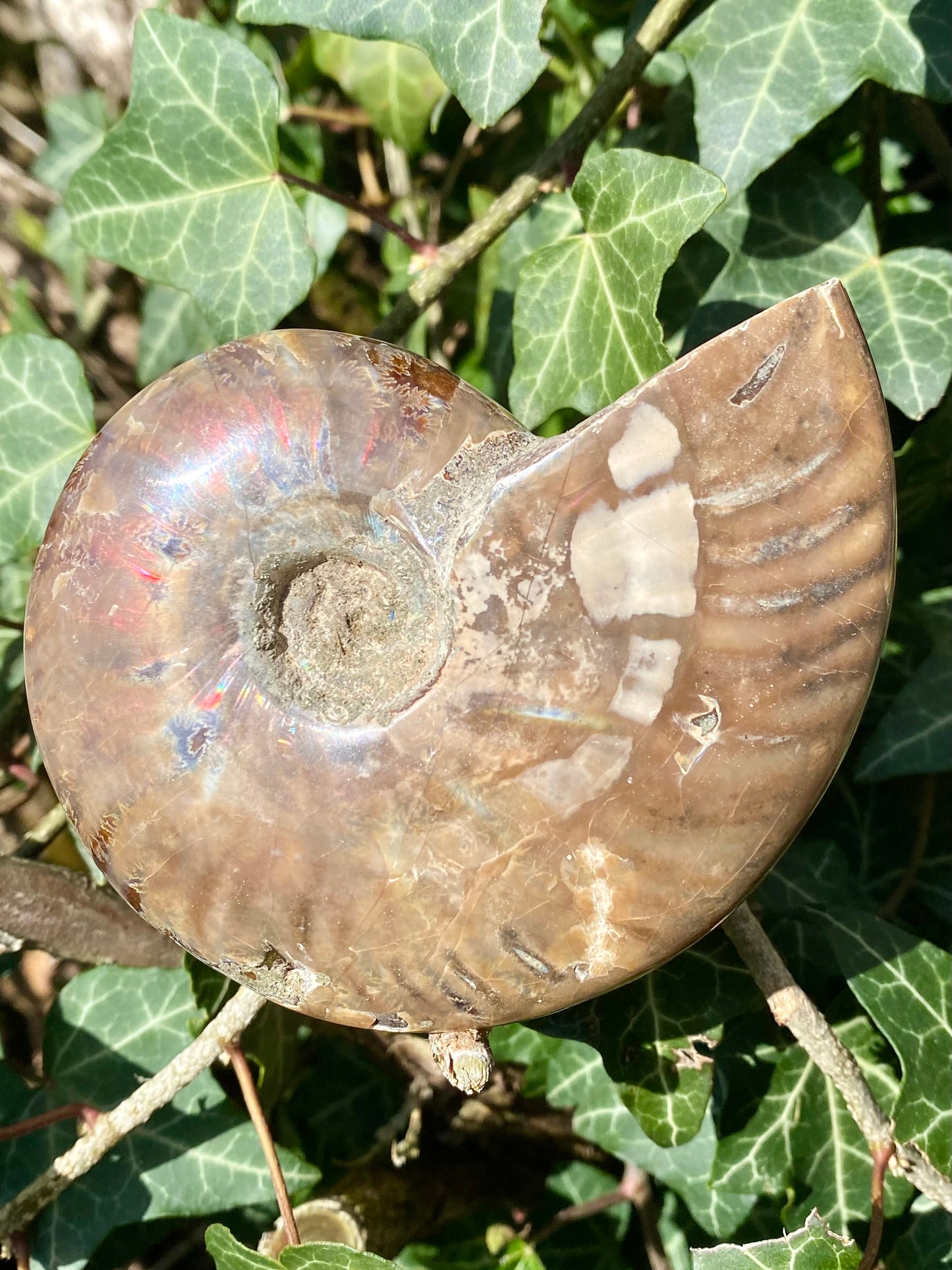 Ammonite 🌈