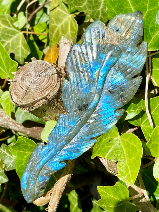 Plume 🪶 Labradorite