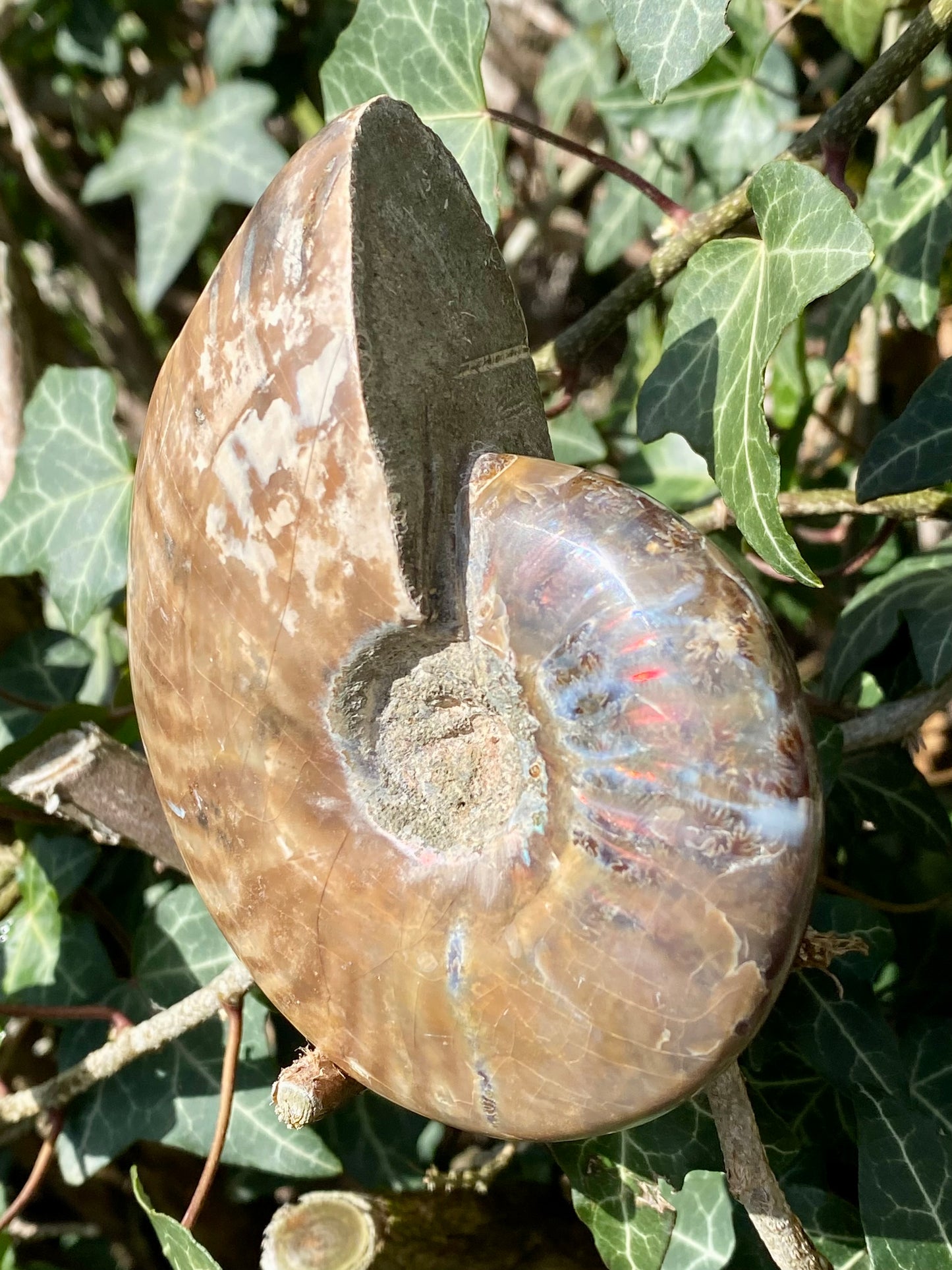 Ammonite 🌈