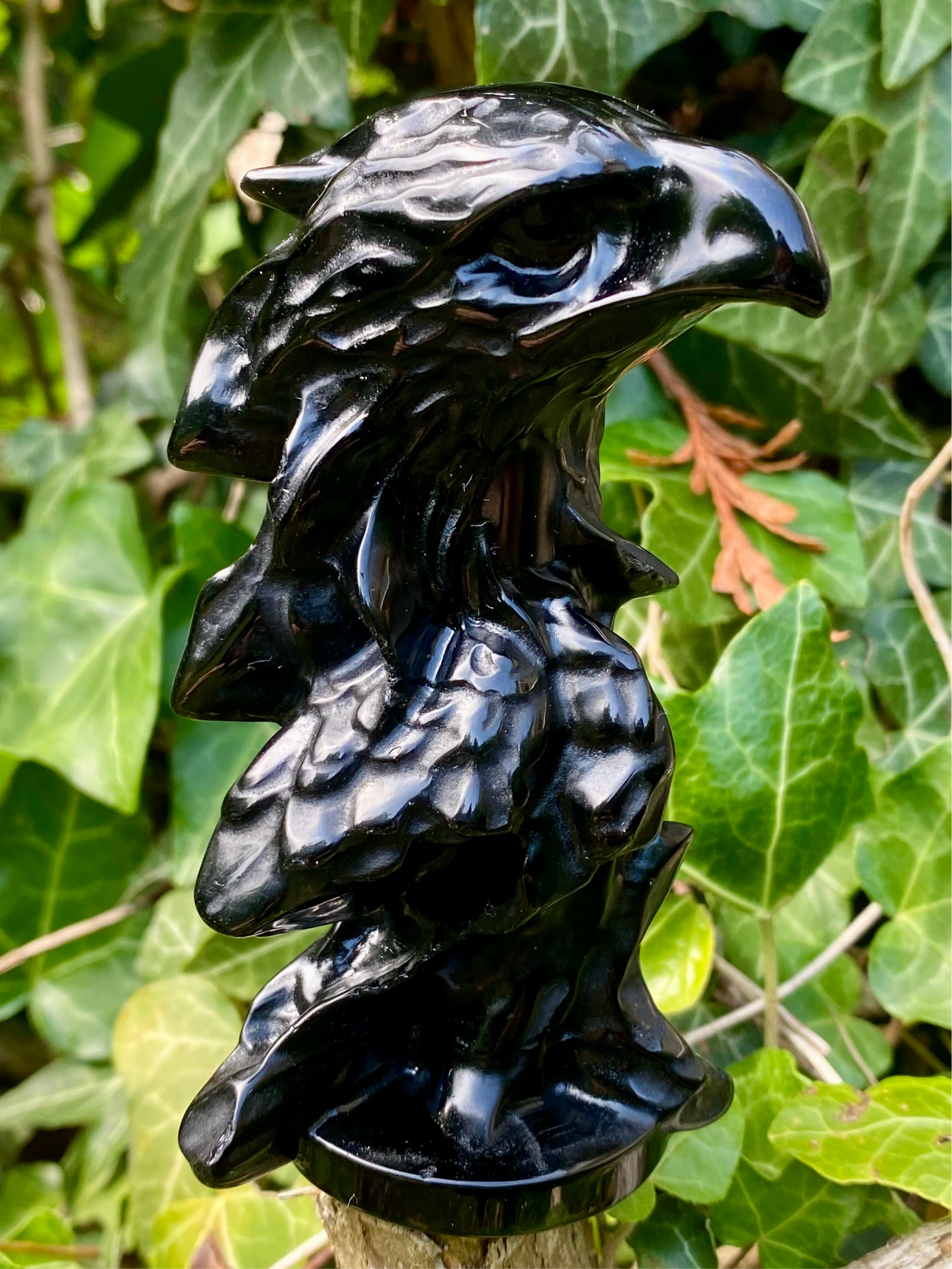Aigle 🦅 obsidienne noire