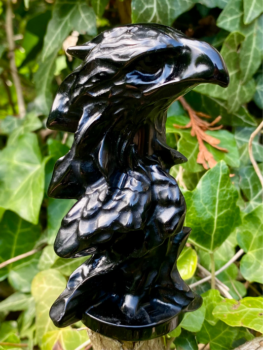 Aigle 🦅 obsidienne noire