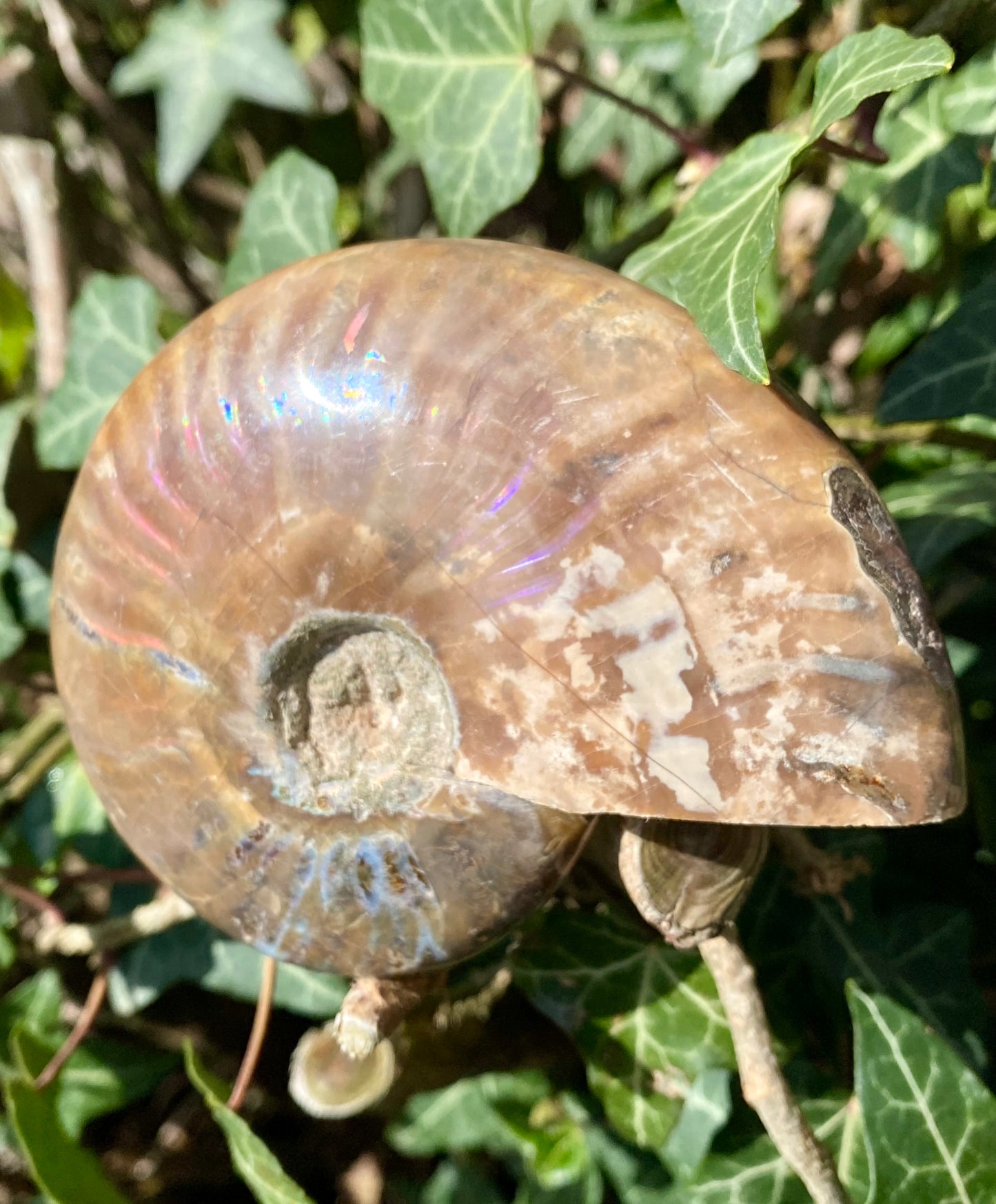 Ammonite 🌈