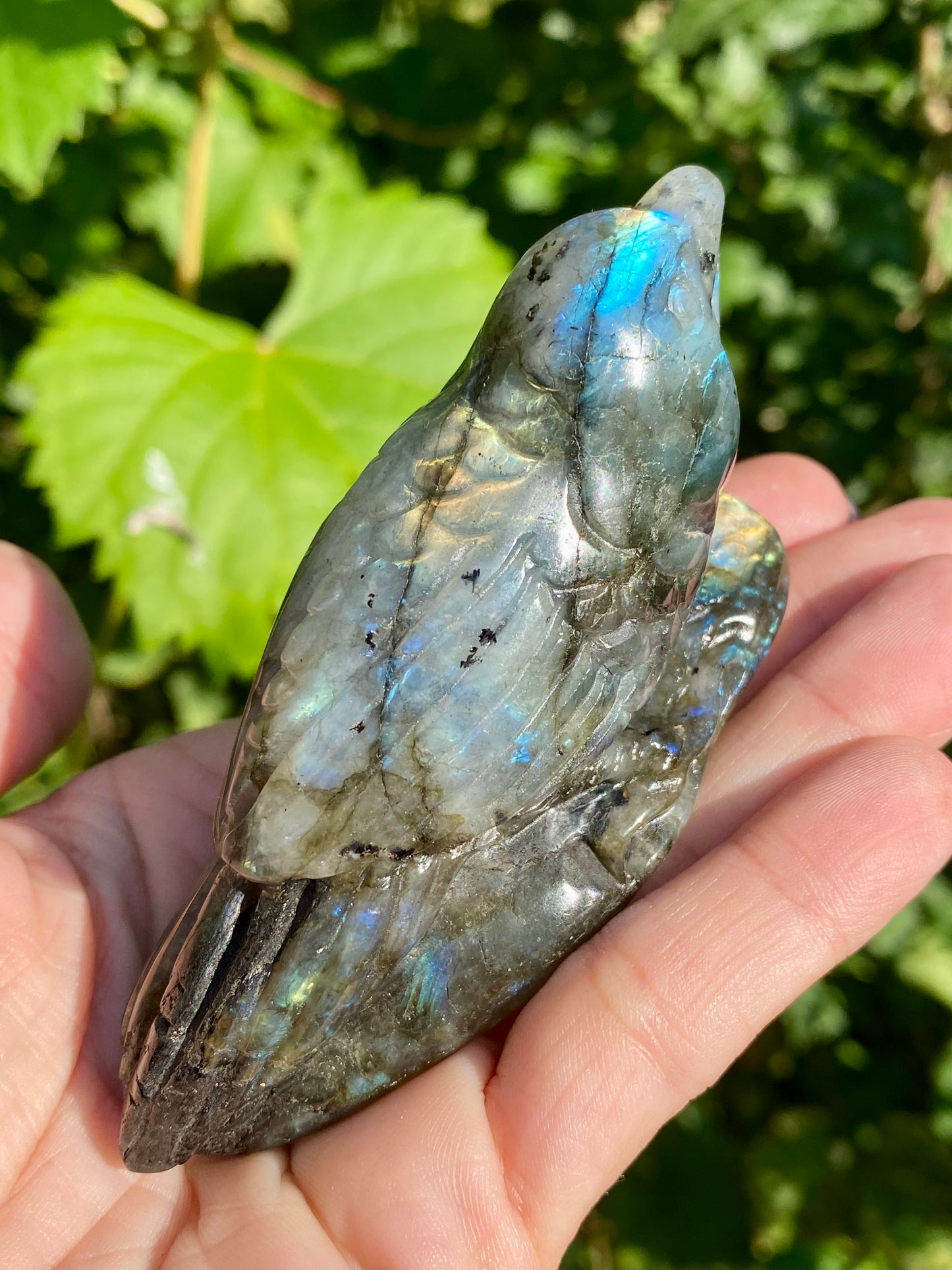 Oiseau 🐦 labradorite 💙