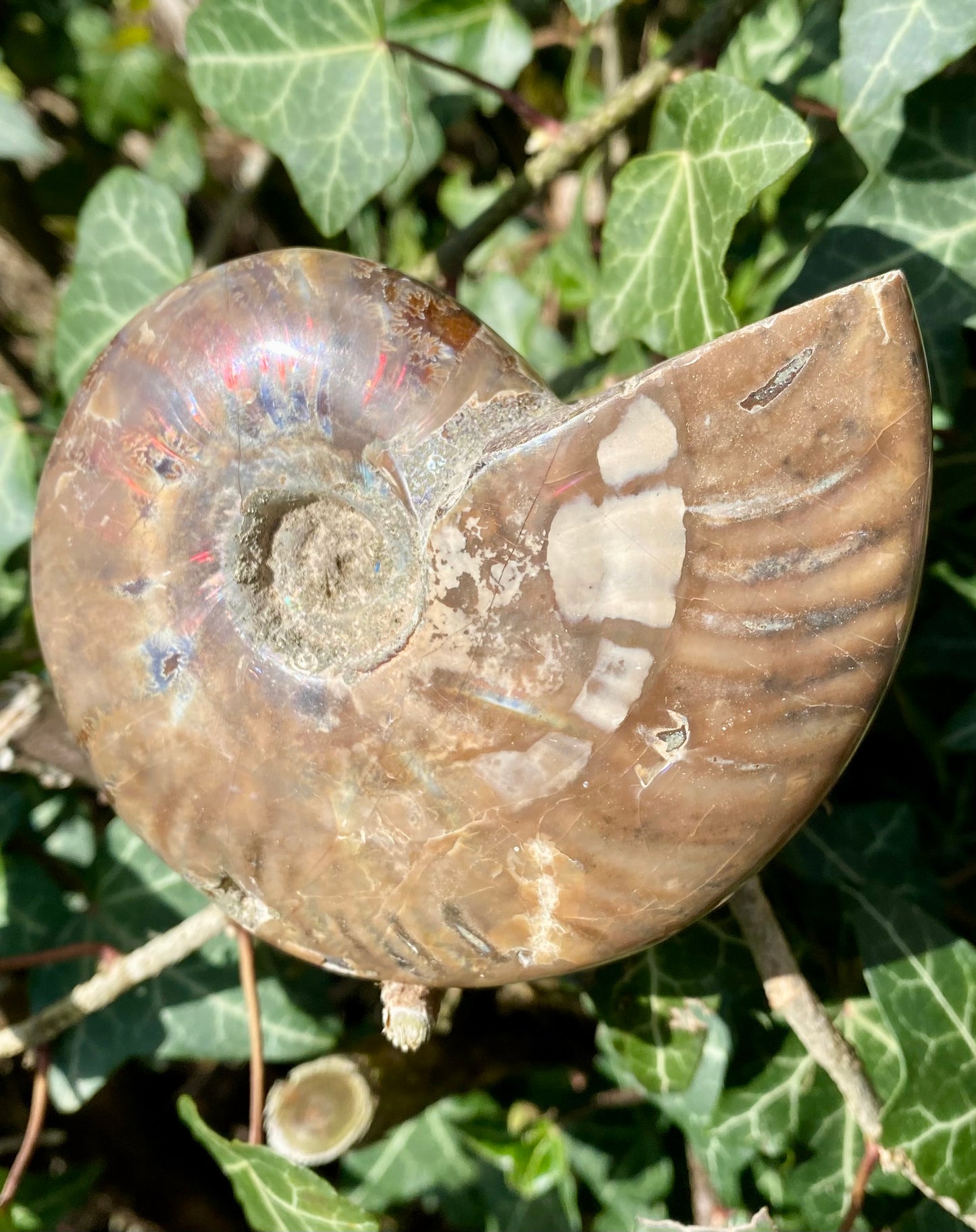 Ammonite 🌈