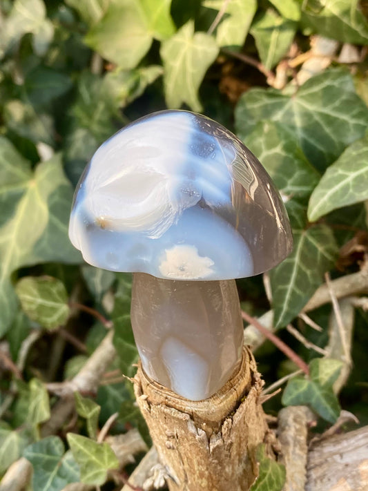 Champignon 🍄‍🟫 Agate Orc