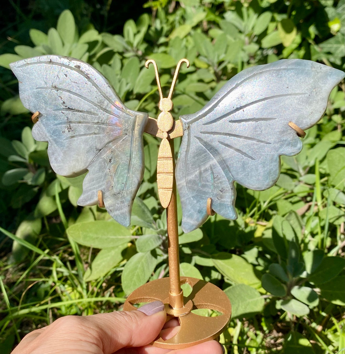 Papillon 🦋 Labradorite