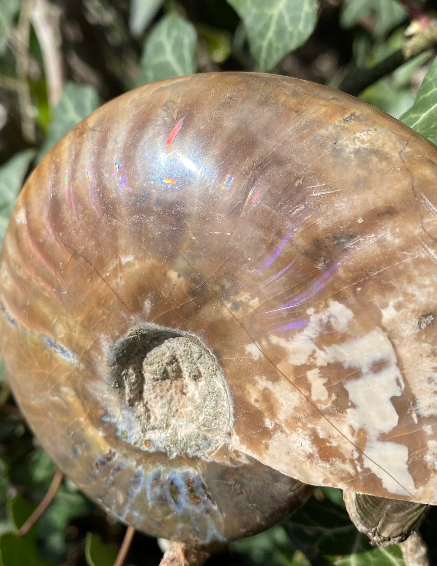 Ammonite 🌈