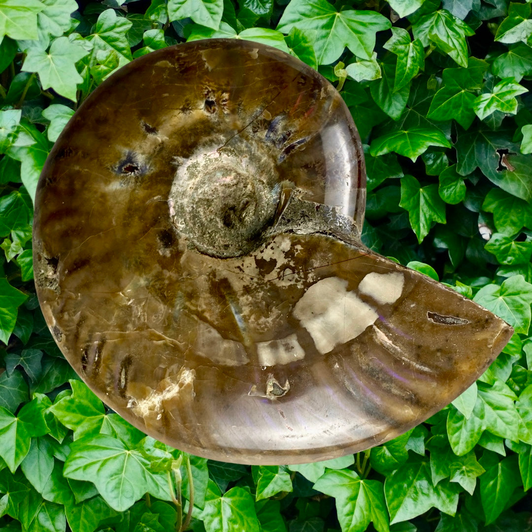 Ammonite 🌈