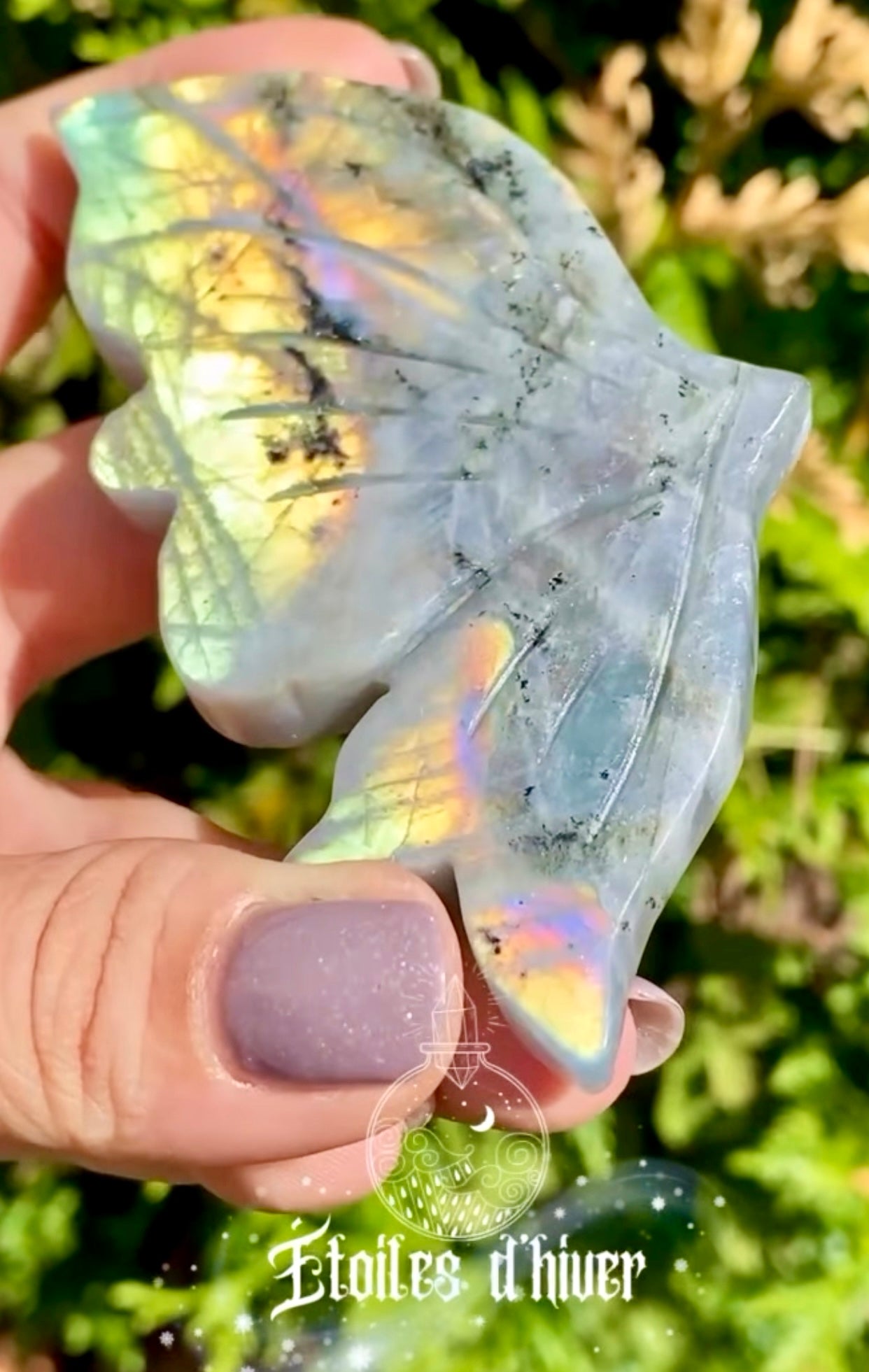 Papillon 🦋 Labradorite