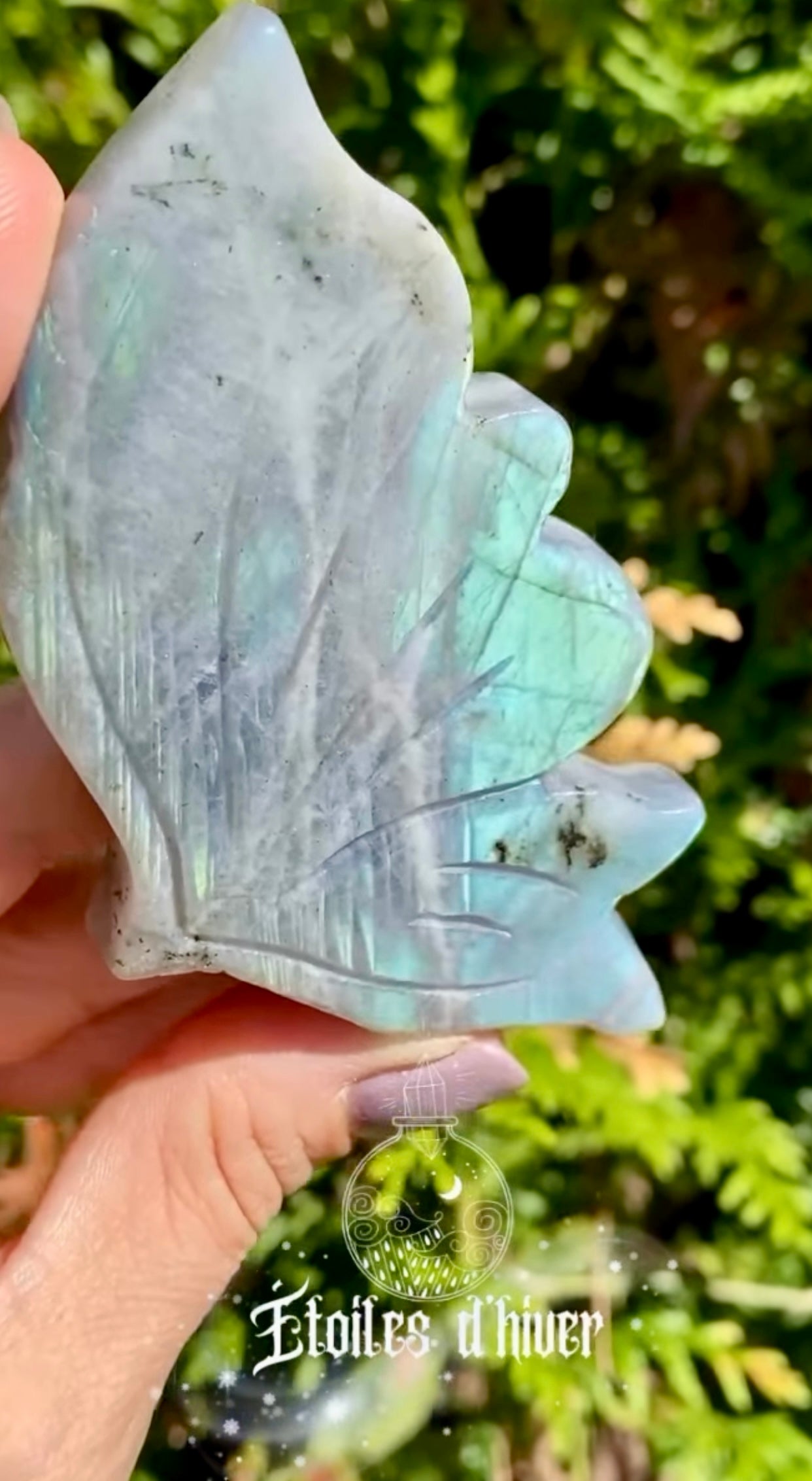 Papillon 🦋 Labradorite